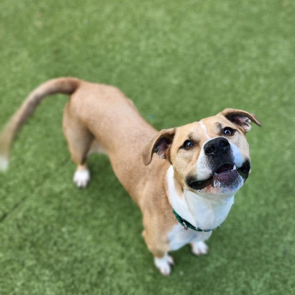 Ramble, Adoptable, Adult Male Pit Bull Terrier.