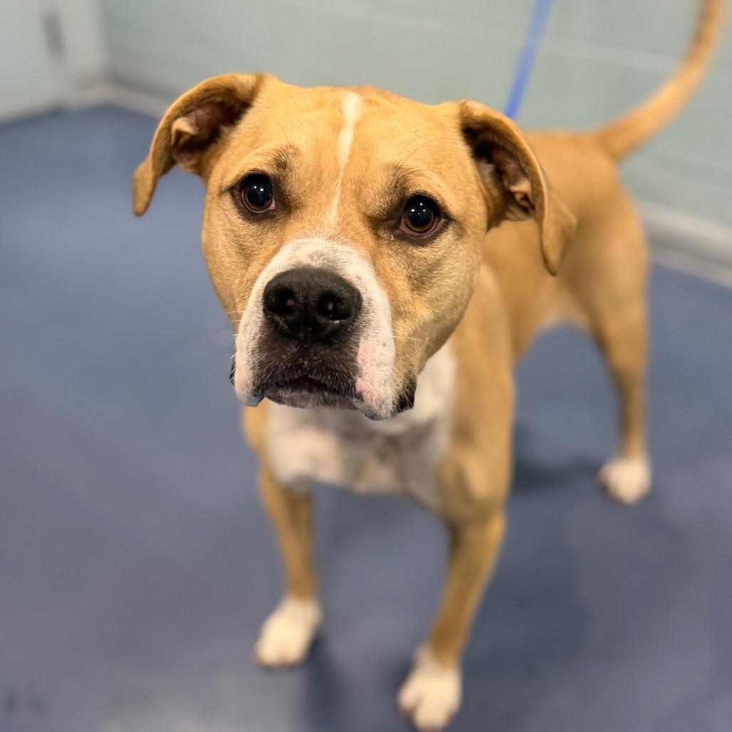 Enlarge Ramble, a Adoptable Pit Bull Terrier in Greensboro, NC image 1/6