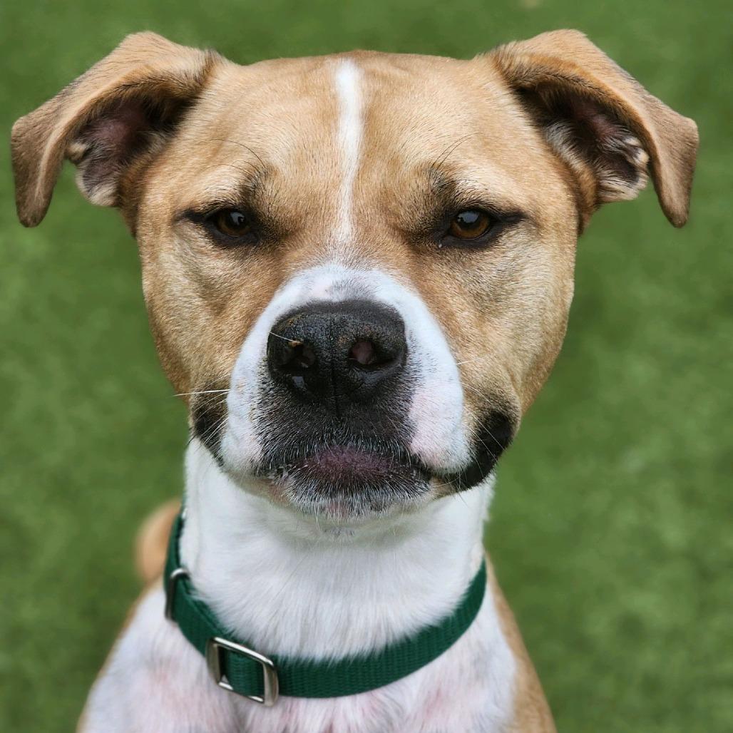 Enlarge Ramble, a Adoptable Pit Bull Terrier in Greensboro, NC image 2/6