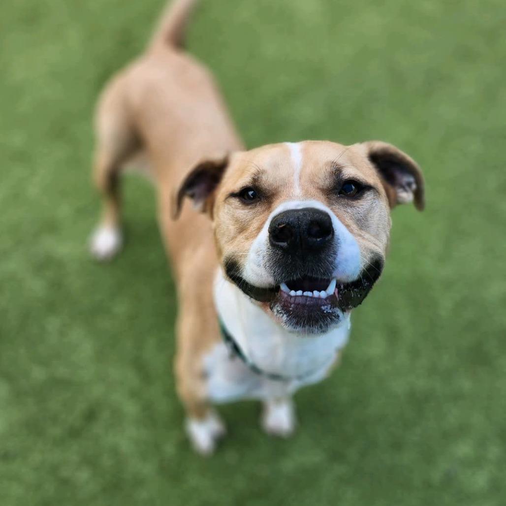 Enlarge Ramble, a Adoptable Pit Bull Terrier in Greensboro, NC image 3/6