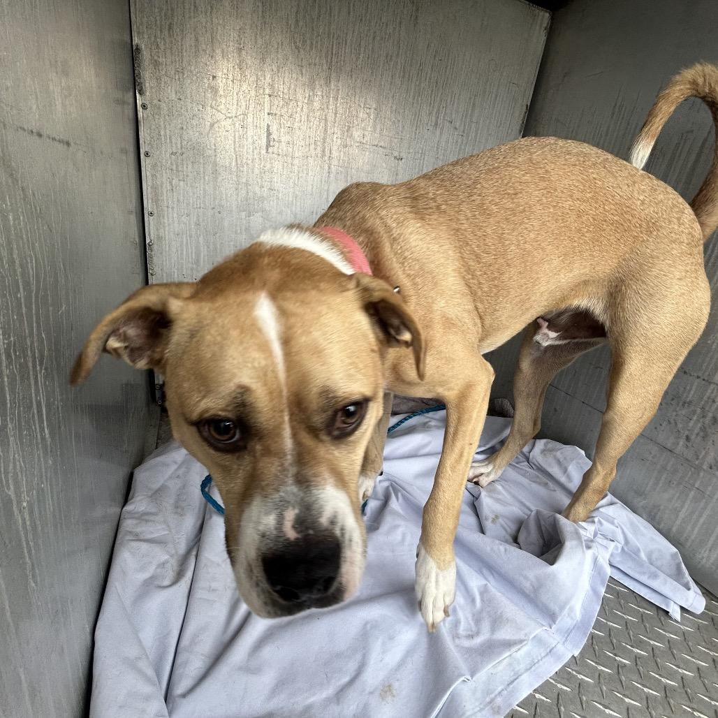 Enlarge Ramble, a Adoptable Pit Bull Terrier in Greensboro, NC image 5/6