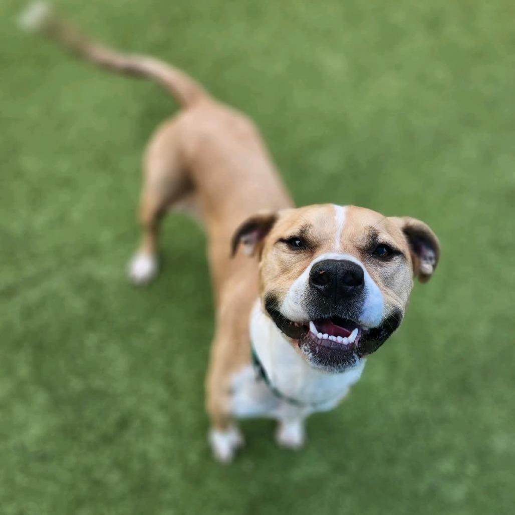 Enlarge Ramble, a Adoptable Pit Bull Terrier in Greensboro, NC image 6/6