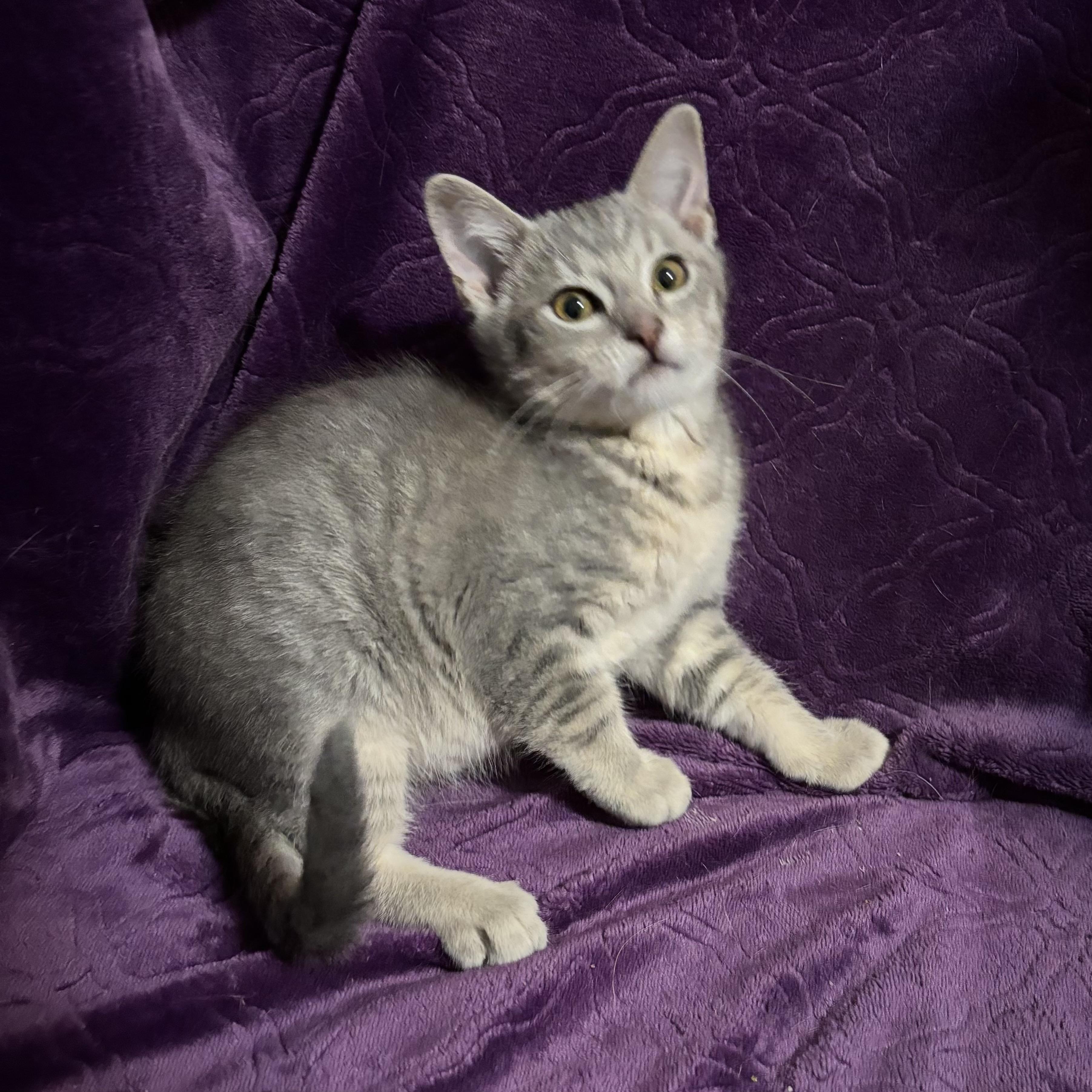 Enlarge Loblolly, a ADOPTABLE Domestic Short Hair in Bentonville, AR image 1/1