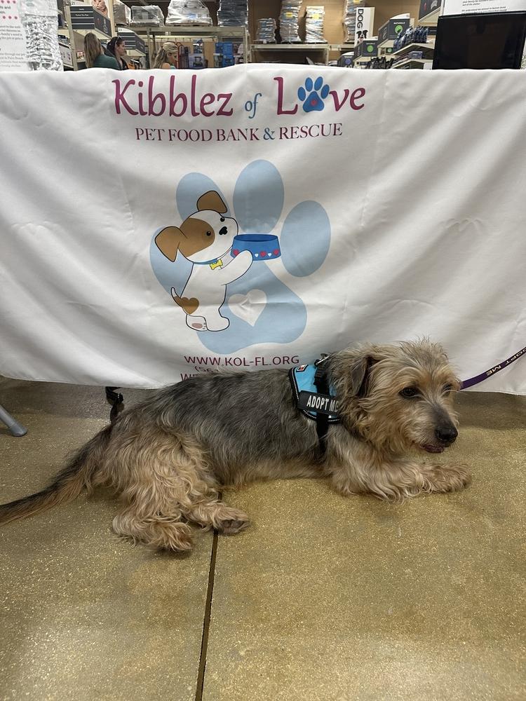 Enlarge Trey, a Adopted mixed breed in West Palm Beach, FL image 1/2