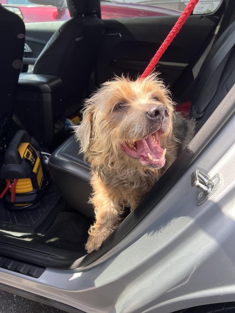 Enlarge Trey, a Adopted mixed breed in West Palm Beach, FL image 2/2