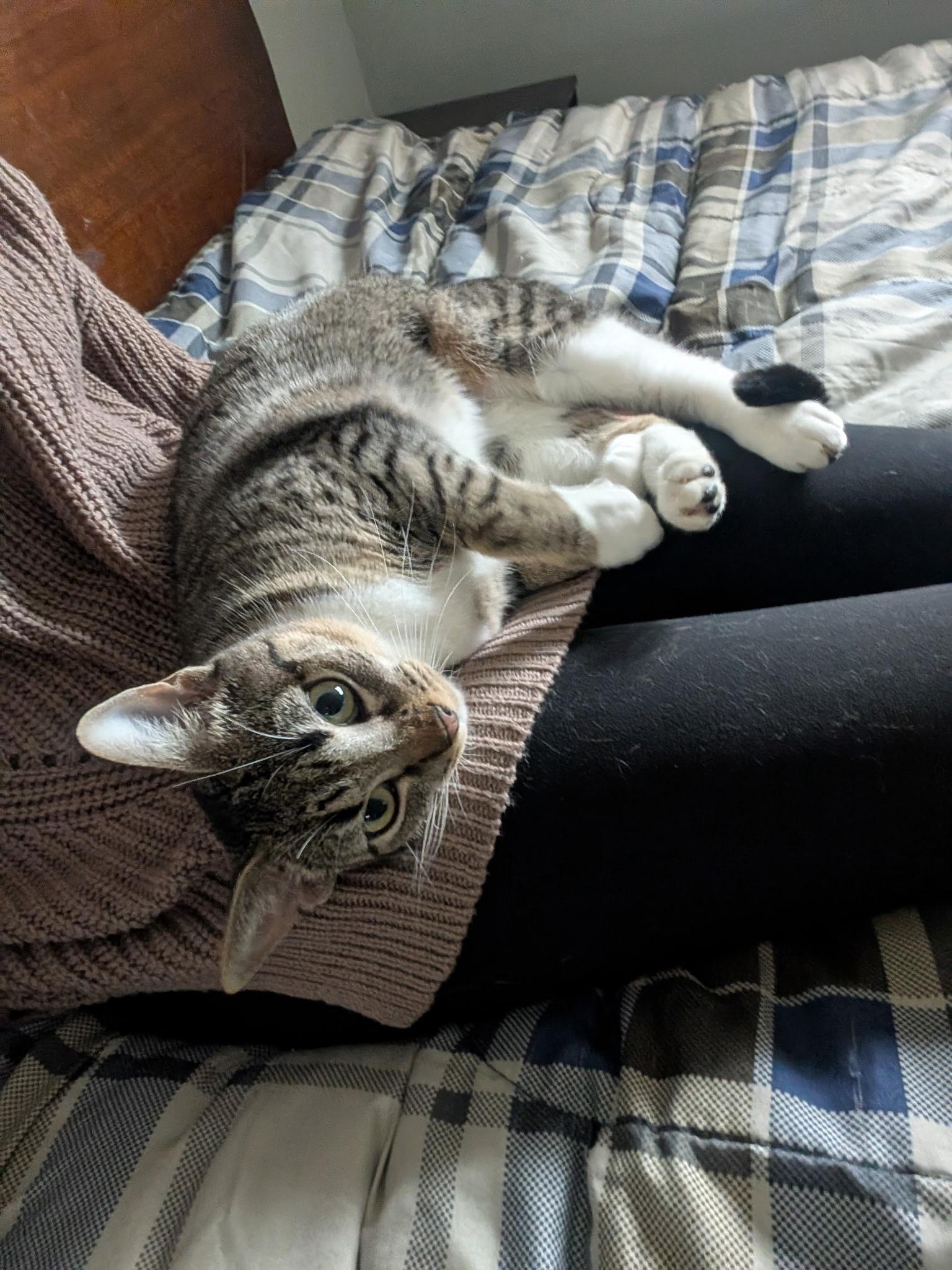 Nova - North Conroe Petsmart