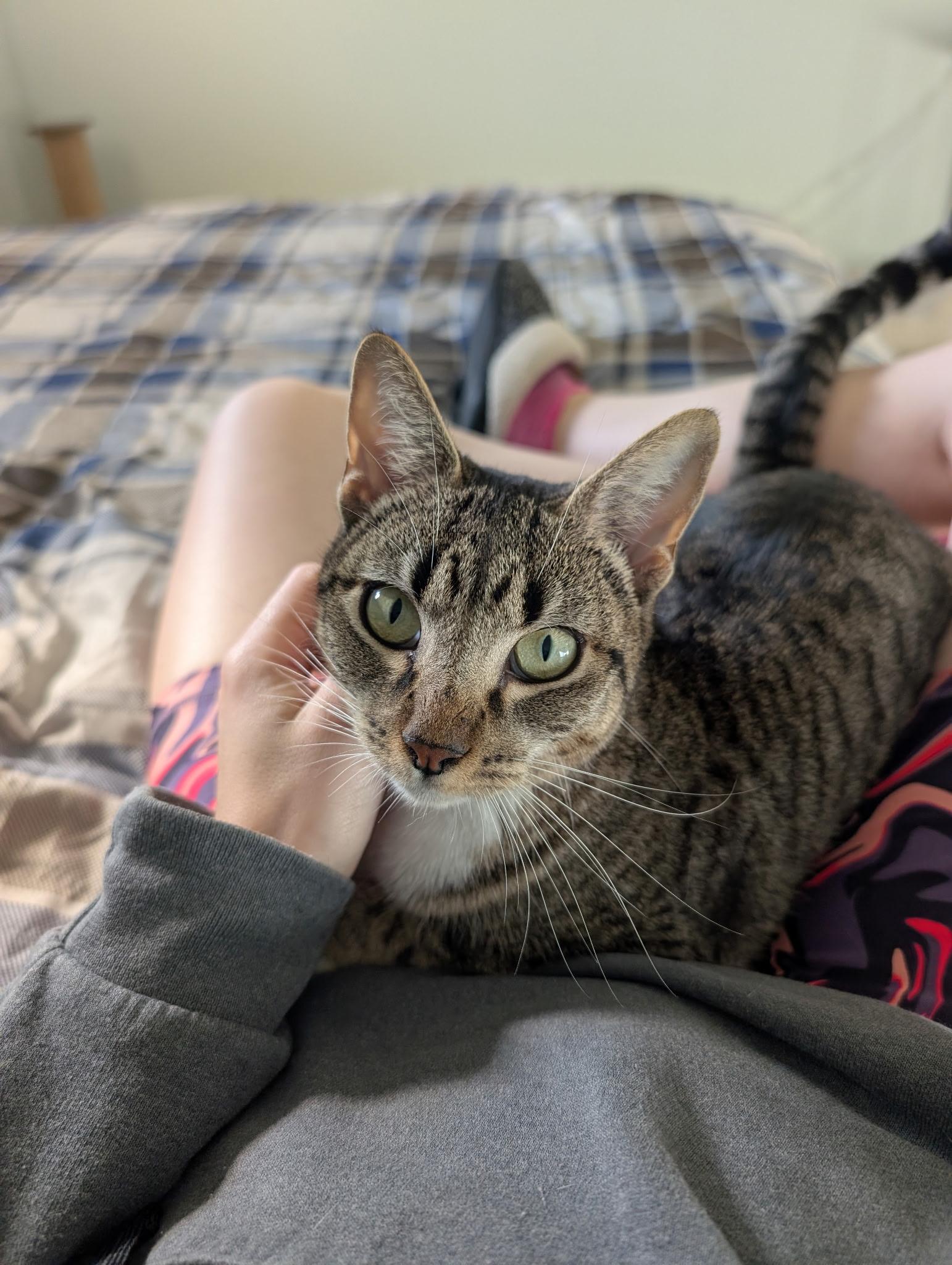 Nova - North Conroe Petsmart — thumbnail 2