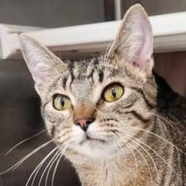 Eddy, ADOPTABLE, Young Male Tabby.