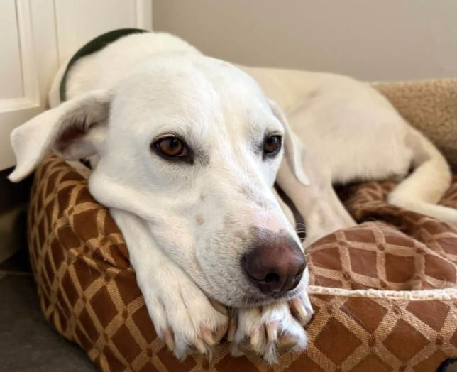 Billy, adoptable, Young Male Mixed Breed & Labrador Retriever.
