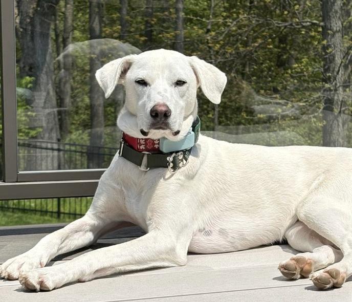 Billy, an adoptable mixed breed in London, ON image 2/6