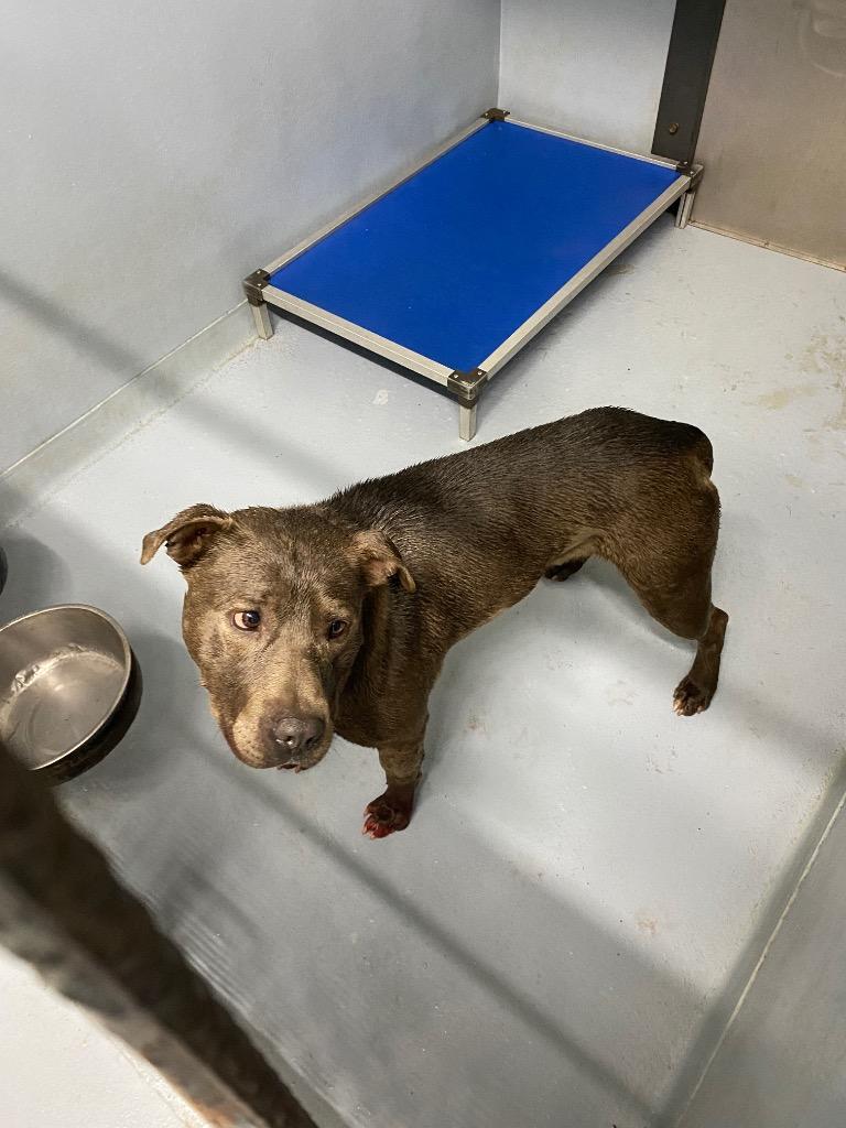 Enlarge Ridge, a Adoptable mixed breed in Cartersville , GA image 1/1