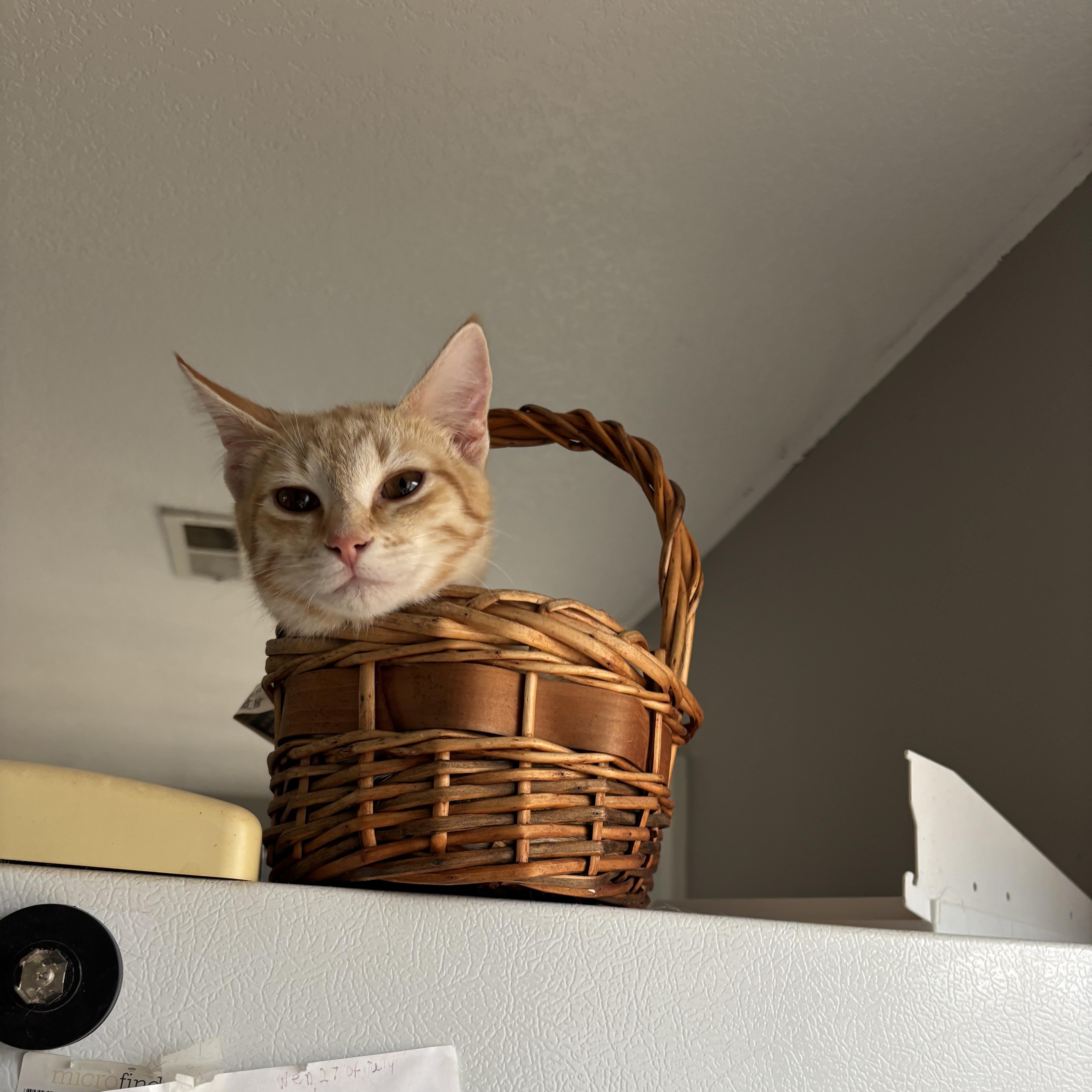 Nicholas, ADOPTABLE, Young Male Domestic Short Hair.
