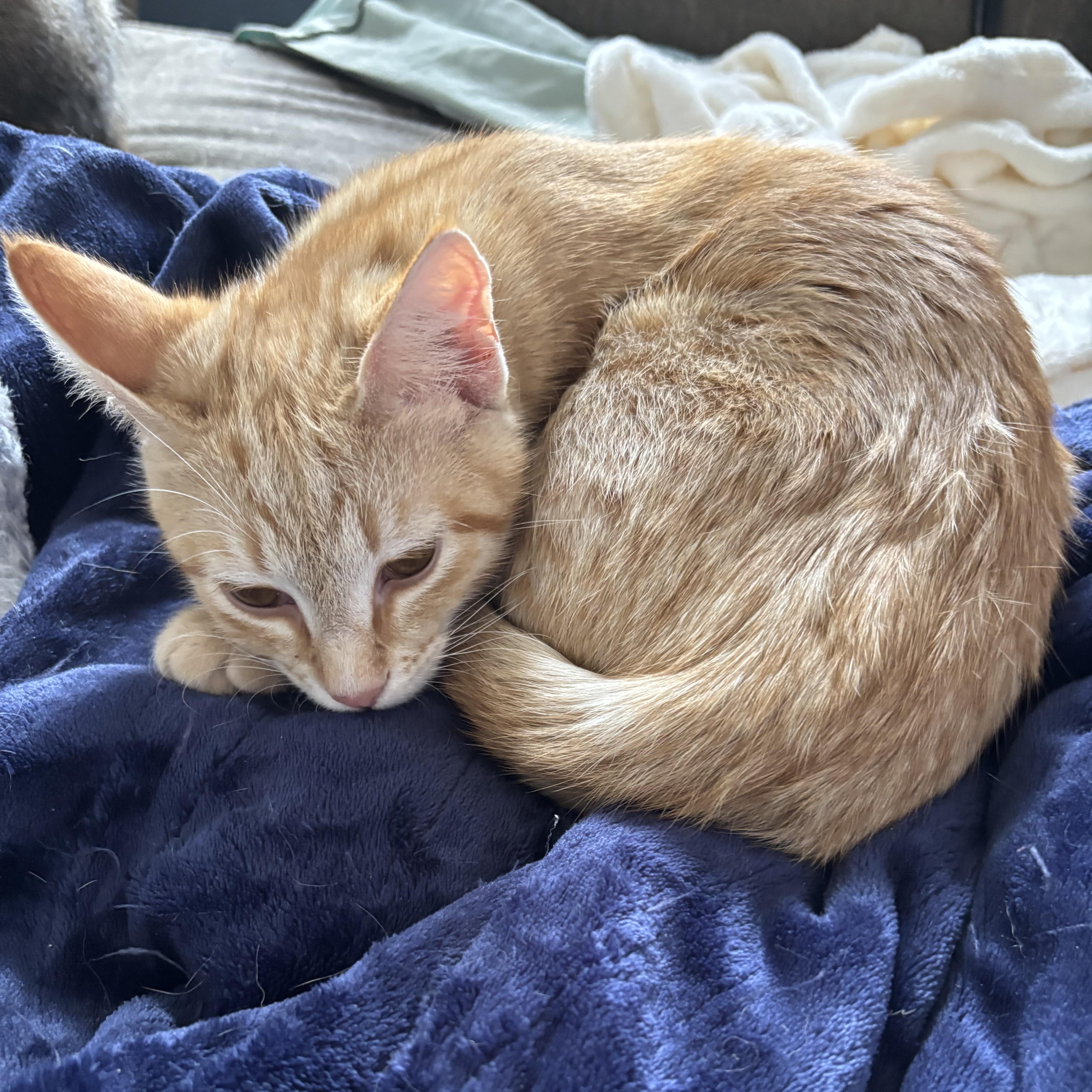 Nicholas, a ADOPTABLE Domestic Short Hair in Easley, SC image 2/2