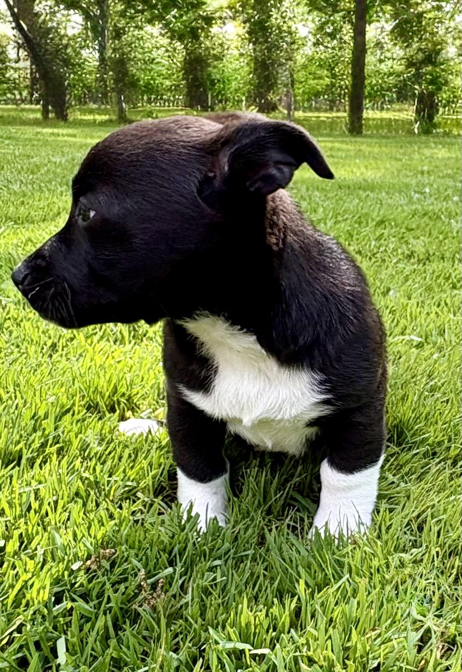 Parker, a ADOPTABLE mixed breed in Chesterfield, MI image 5/5