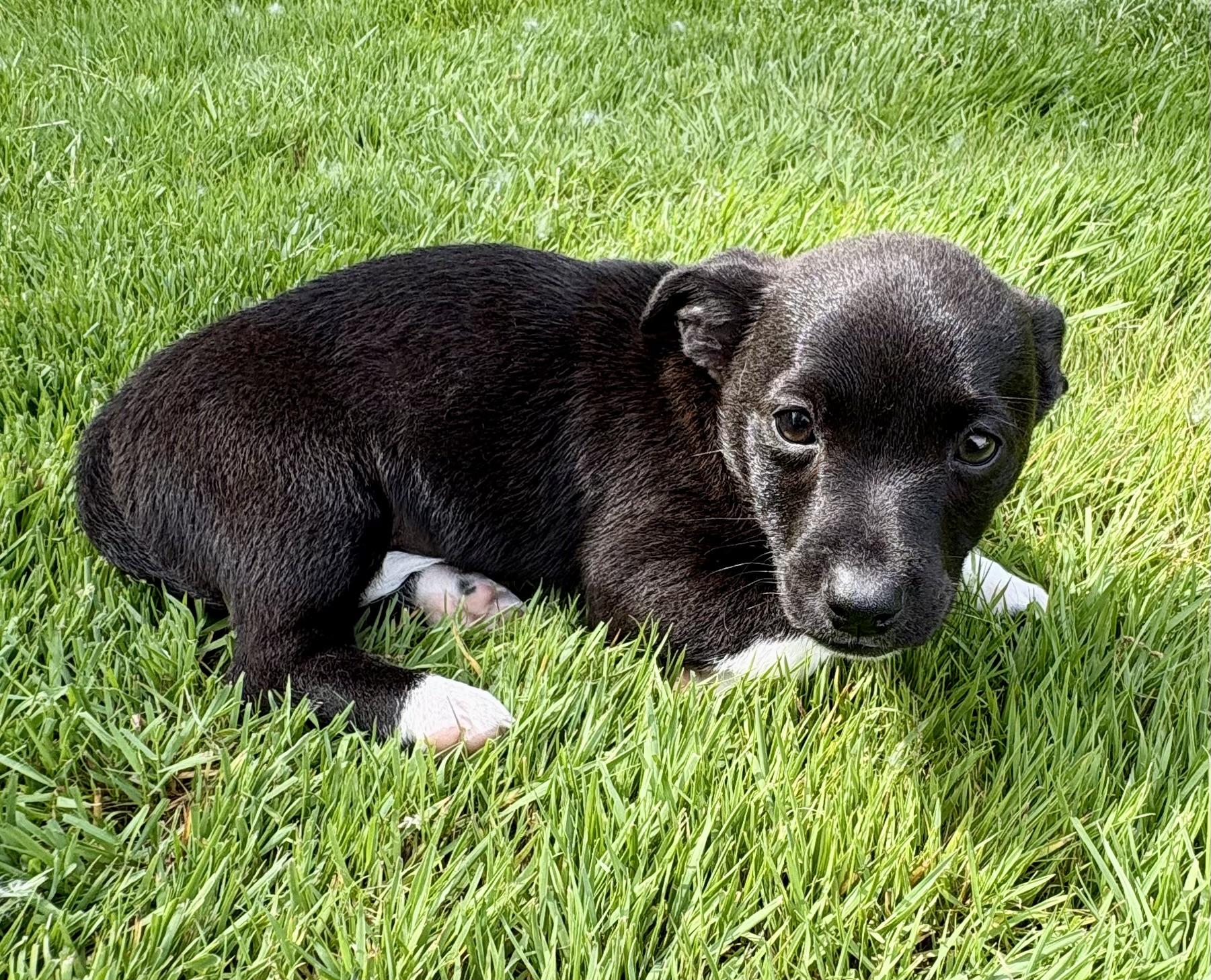 Parker, a ADOPTABLE mixed breed in Chesterfield, MI image 3/5