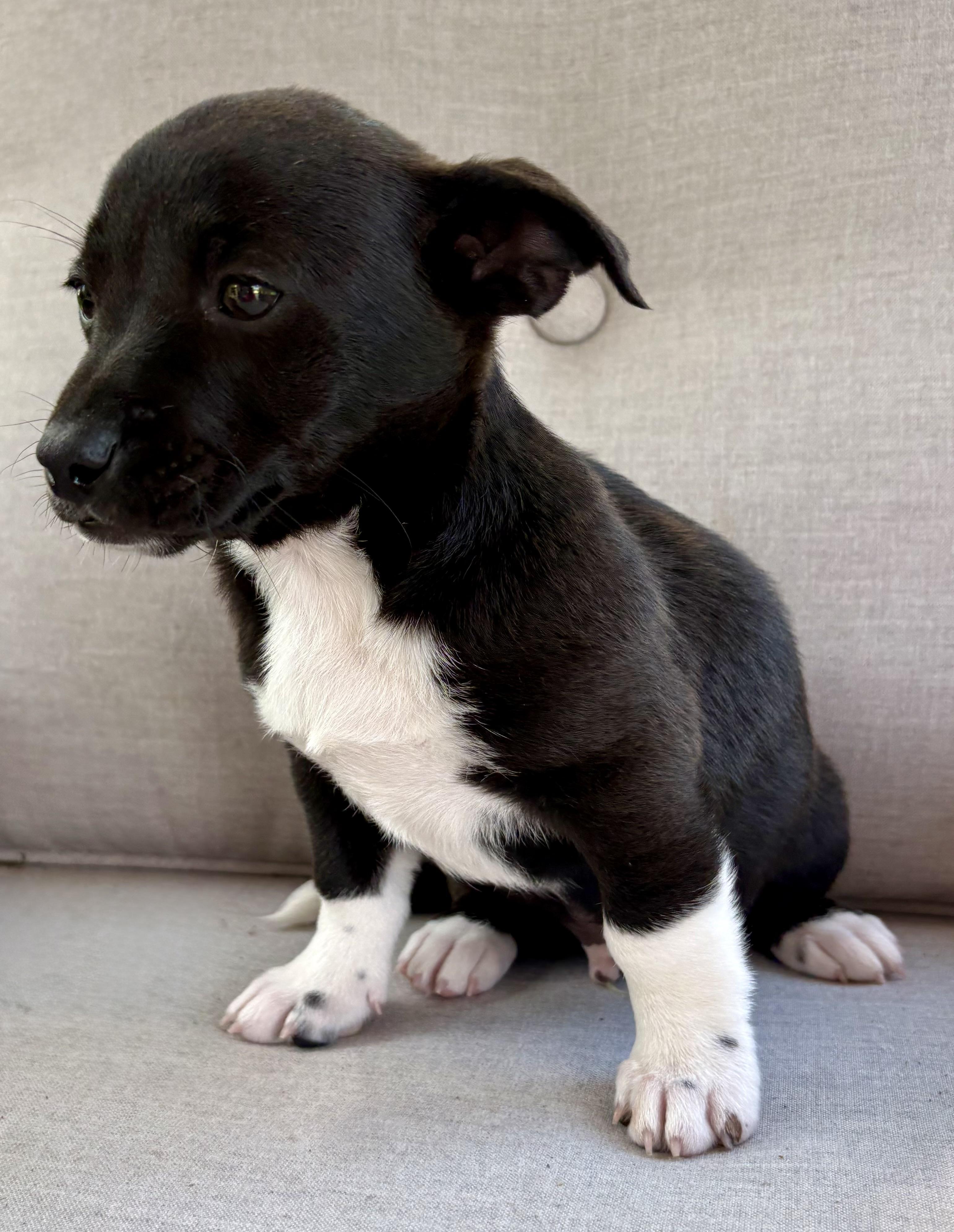 Parker, a ADOPTABLE mixed breed in Chesterfield, MI image 4/5
