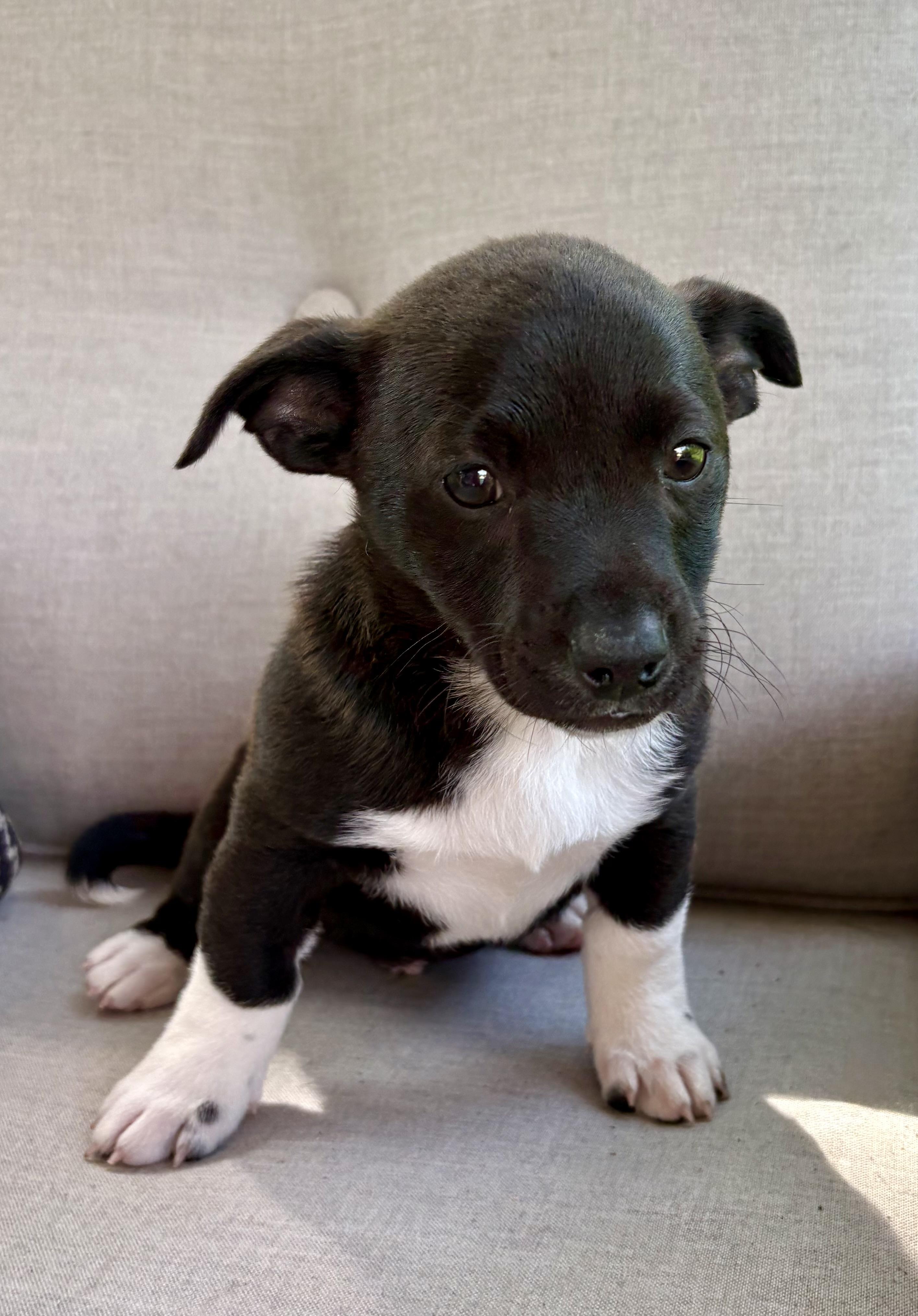 Parker, a ADOPTABLE mixed breed in Chesterfield, MI image 2/5