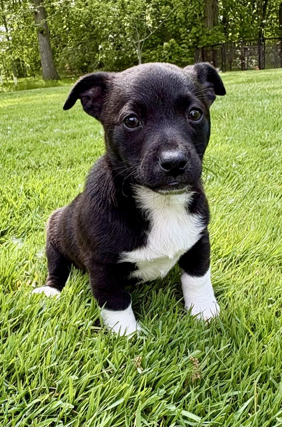 Parker, a ADOPTABLE mixed breed in Chesterfield, MI image 1/5