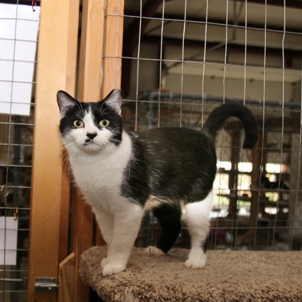 Enlarge RUTHIE, a Adoptable Domestic Short Hair in Harrisville, UT image 3/3