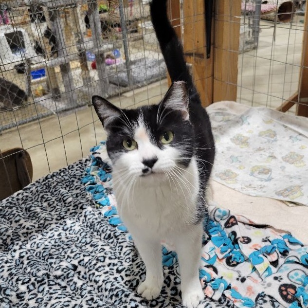 Enlarge RUTHIE, a Adoptable Domestic Short Hair in Harrisville, UT image 2/3