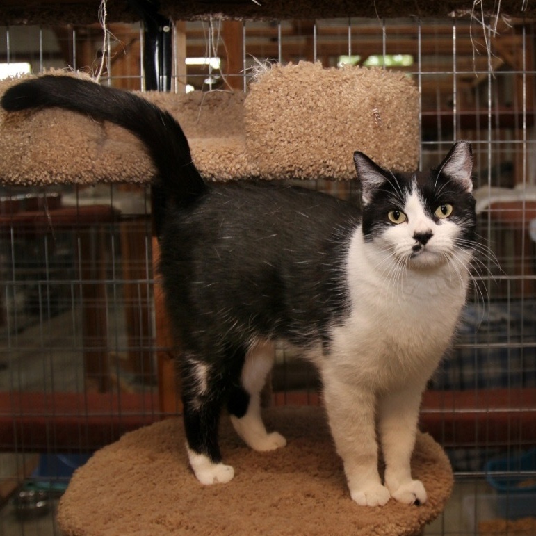 RUTHIE, Adoptable, Adult Female Domestic Short Hair.