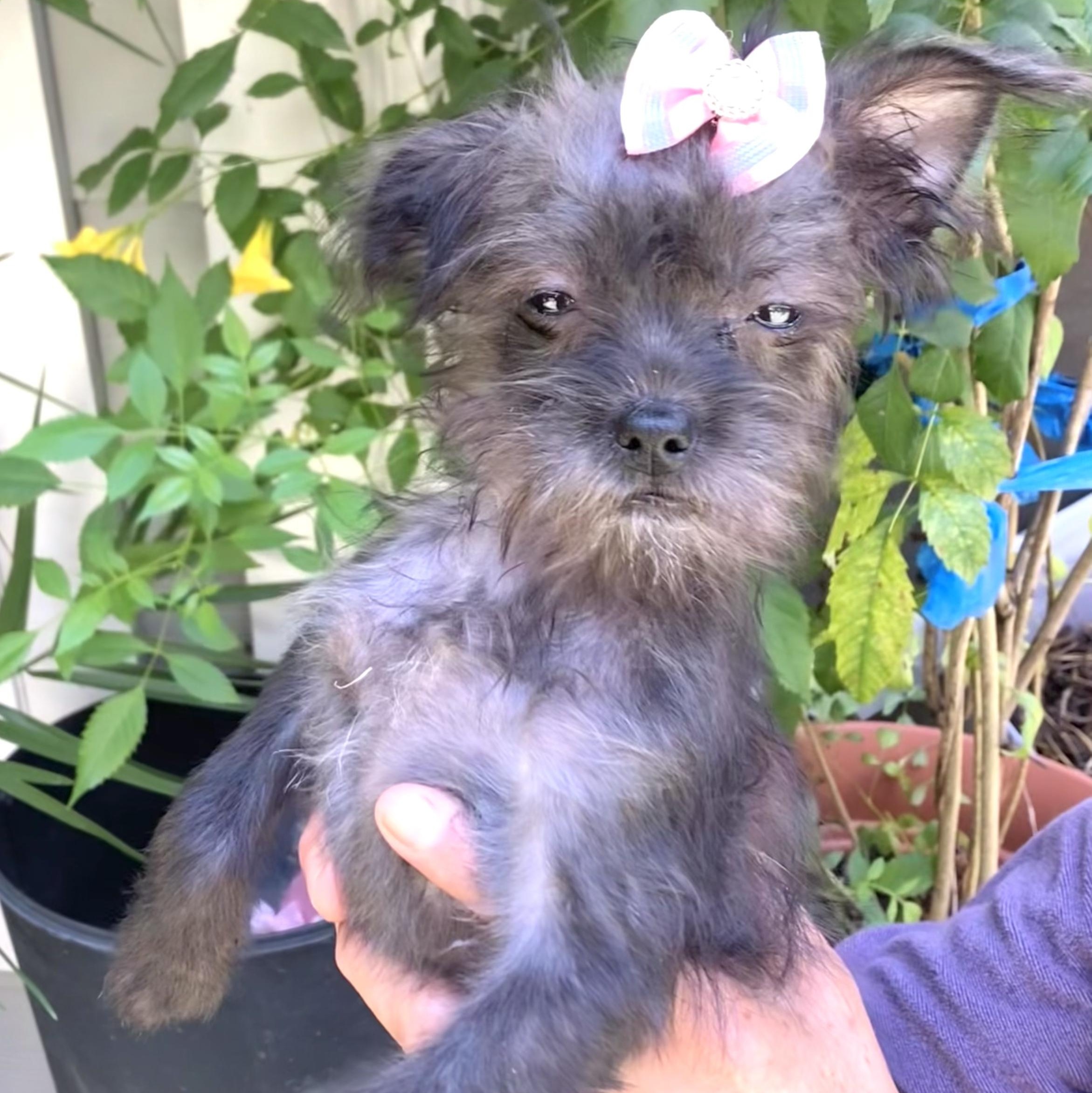 Enlarge Nadia, a Adoptable mixed breed in Grapevine, TX image 2/4
