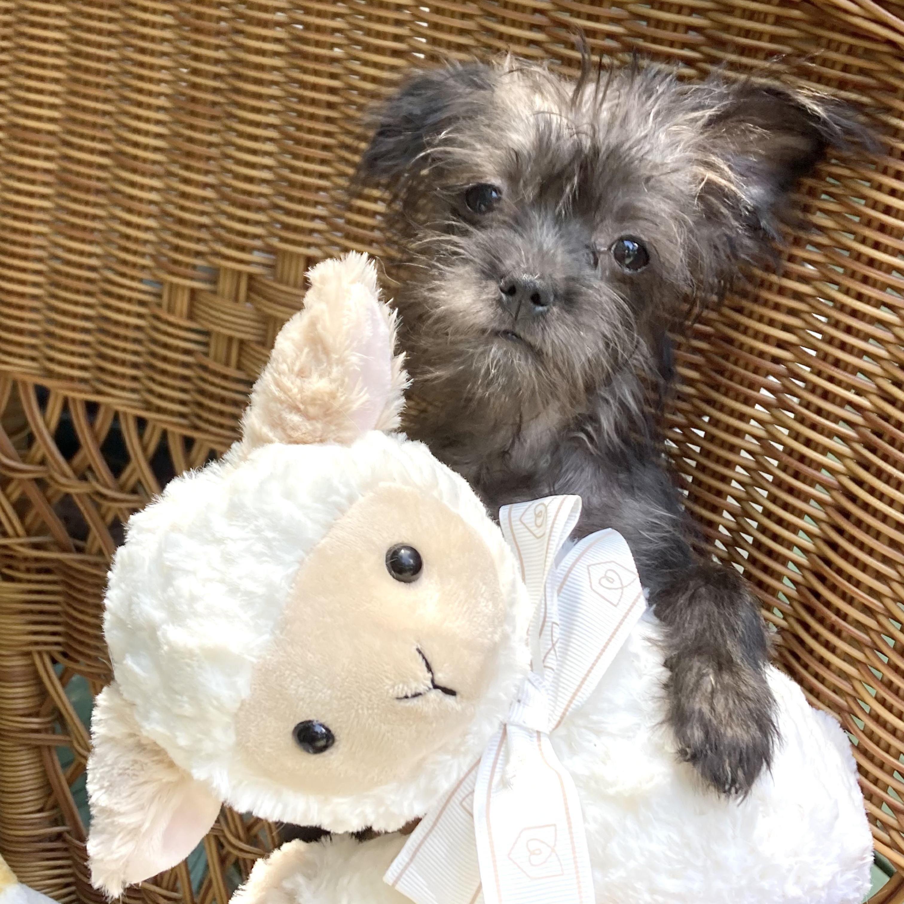 Enlarge Nadia, a Adoptable mixed breed in Grapevine, TX image 3/4