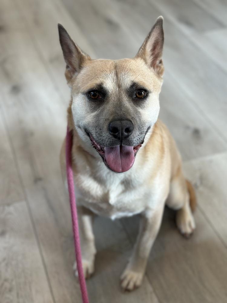 Potato - PLEASE READ ALL INFORMATION, Adoptable, Young Female Shiba Inu & Australian Cattle Dog / Blue Heeler.