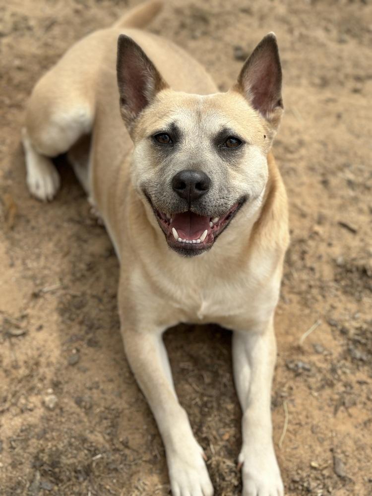 Enlarge Potato - PLEASE READ ALL INFORMATION, a Adoptable mixed breed in Greenville, SC image 2/5