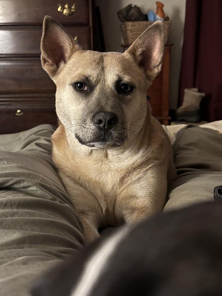 Enlarge Potato - PLEASE READ ALL INFORMATION, a Adoptable mixed breed in Greenville, SC image 4/5