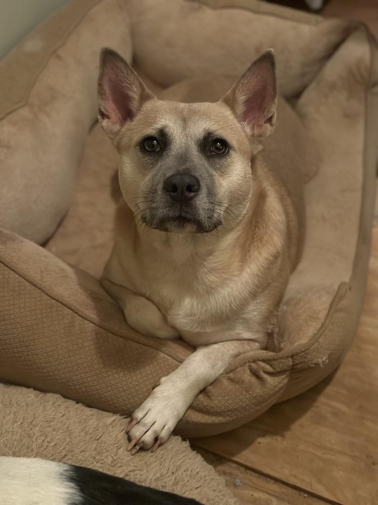 Enlarge Potato - PLEASE READ ALL INFORMATION, a Adoptable mixed breed in Greenville, SC image 5/5