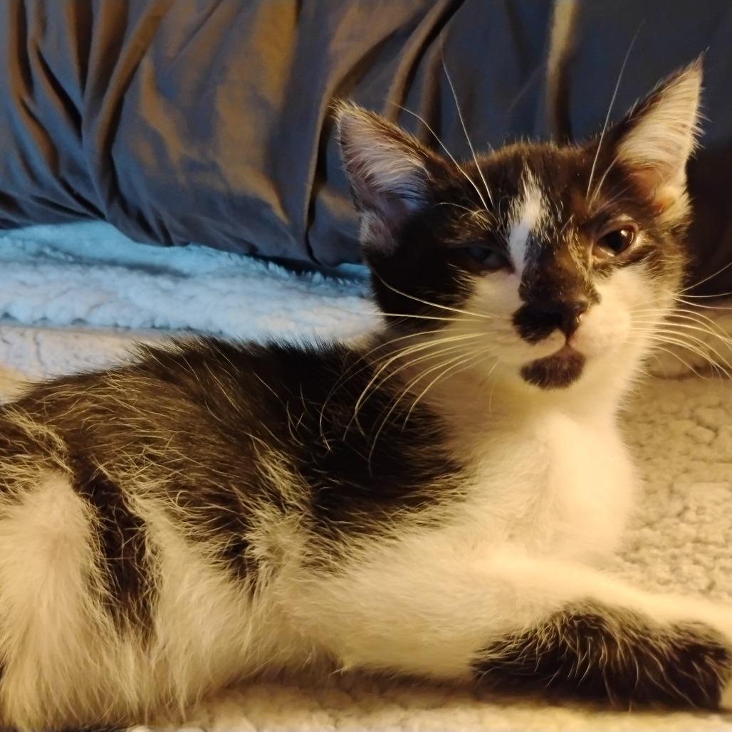 Enlarge Cookie Monster, a Adoptable Domestic Short Hair in Charlottesville, VA image 1/1