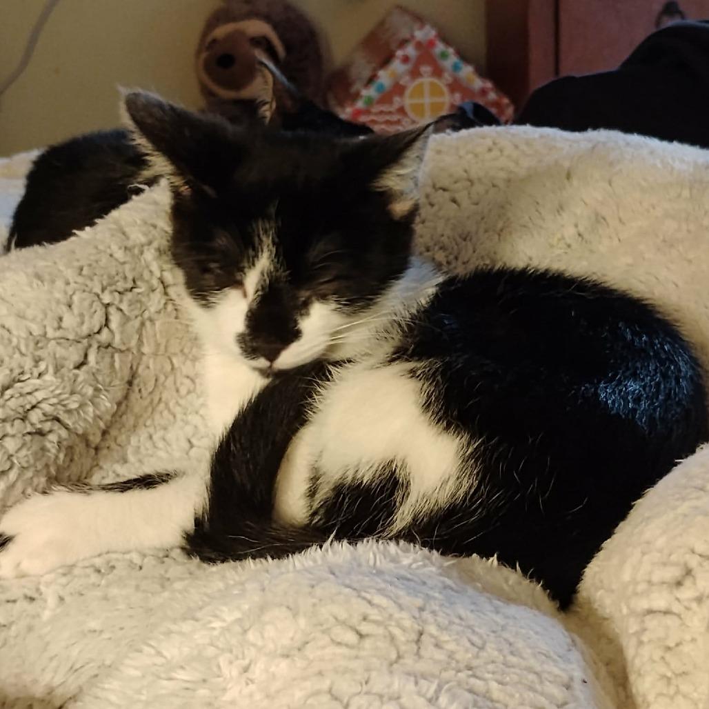 Enlarge Cookie Monster, a Adoptable Domestic Short Hair in Charlottesville, VA image 2/2