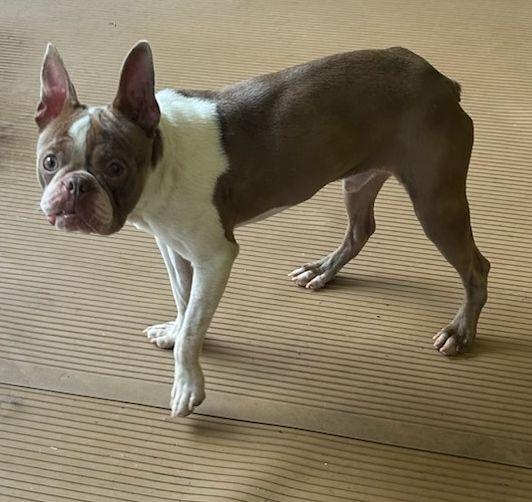 MAVERICK, adopted, Adult Male Boston Terrier.