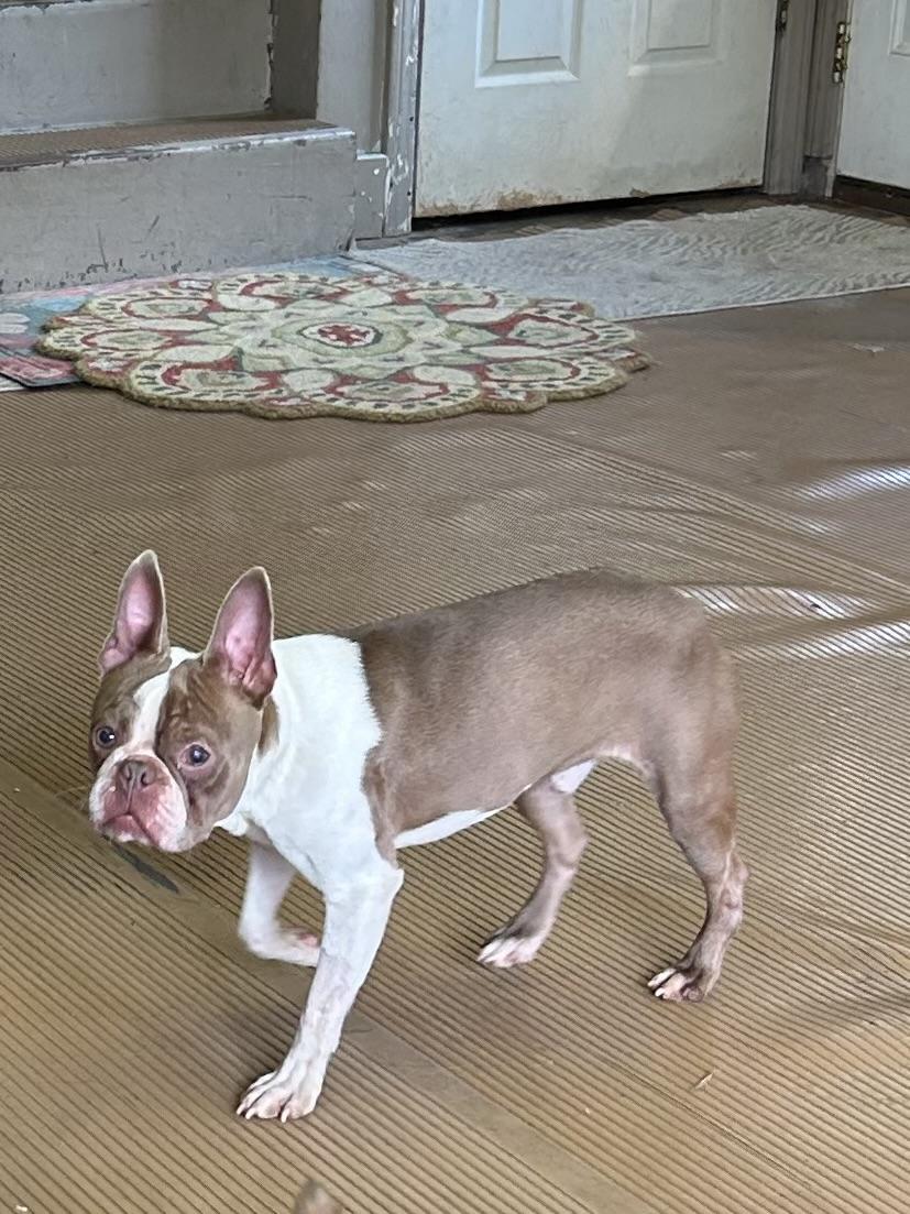 MAVERICK, an adopted Boston Terrier in Elyria, OH image 2/4