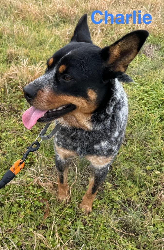 Charlie, Adoptable, Young Male Australian Cattle Dog / Blue Heeler.
