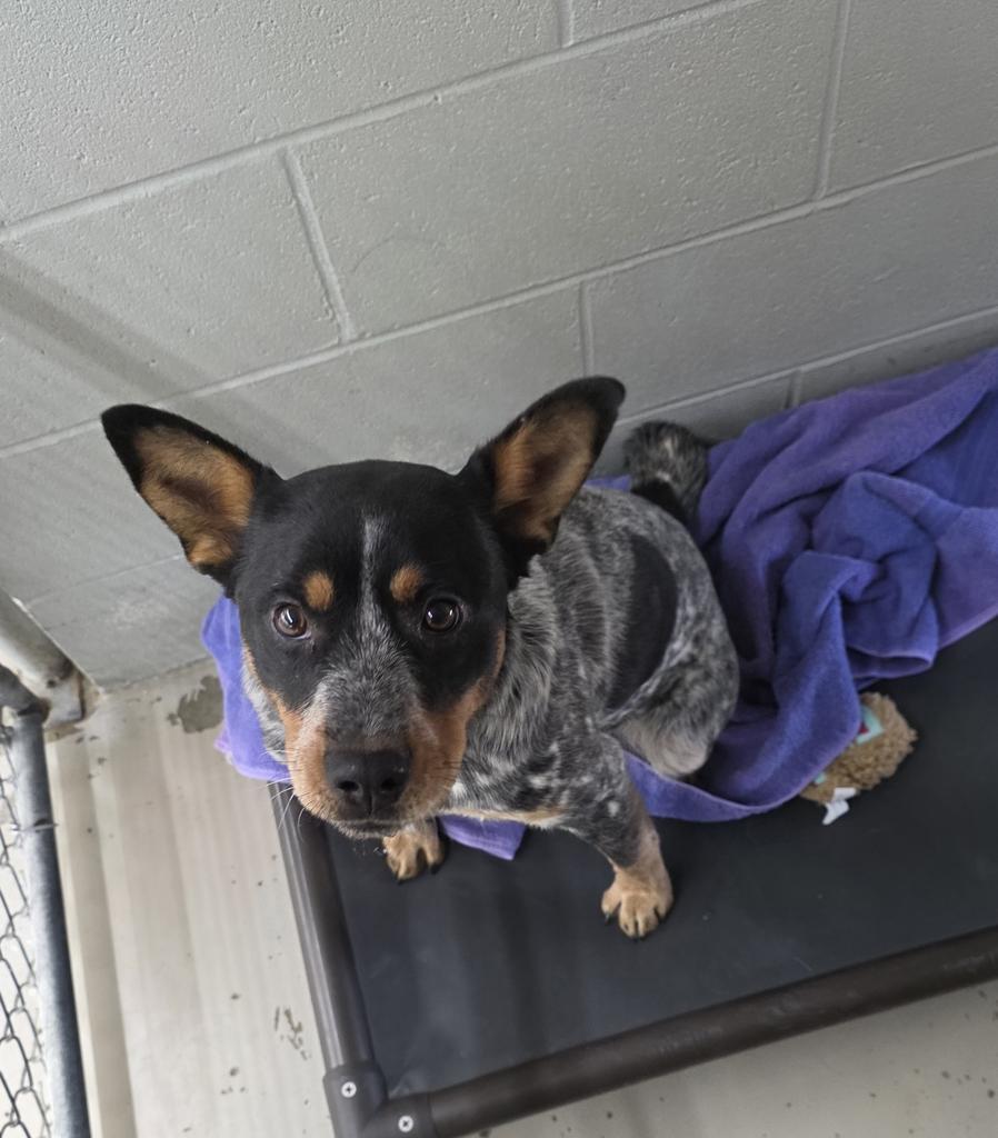 Enlarge Charlie, a Adoptable Australian Cattle Dog / Blue Heeler in Camden, TN image 2/3