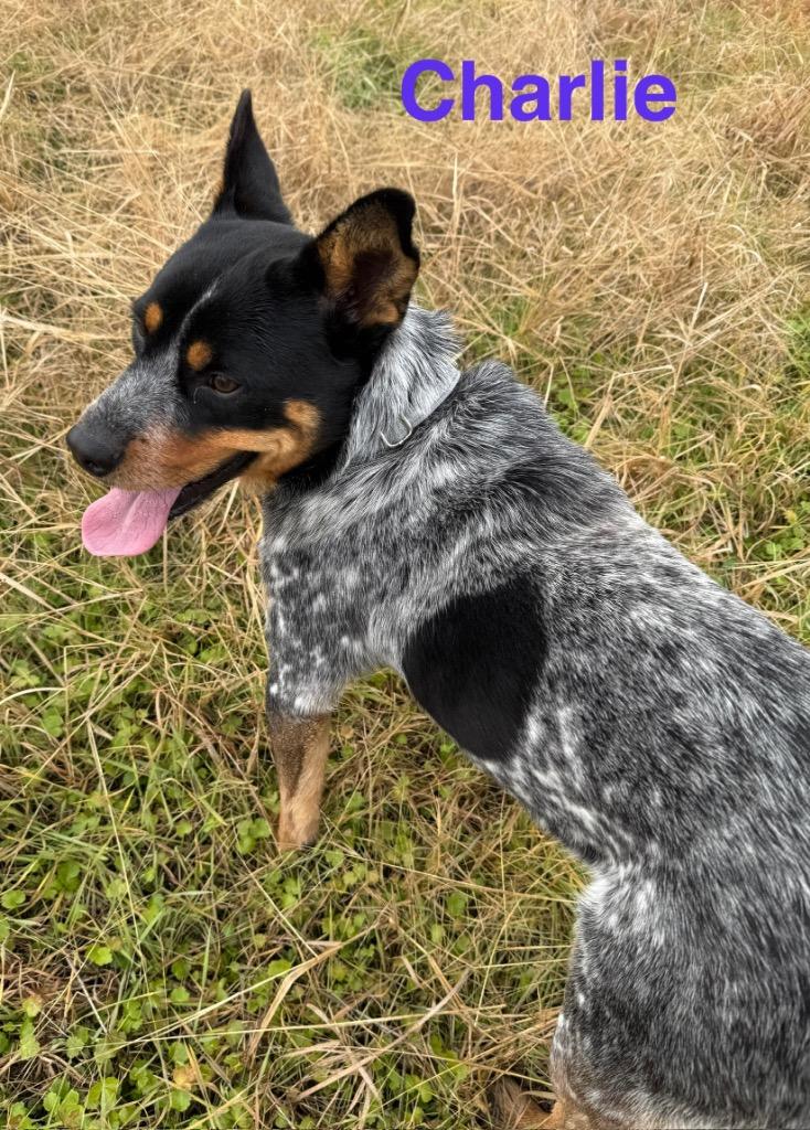 Enlarge Charlie, a Adoptable Australian Cattle Dog / Blue Heeler in Camden, TN image 3/3