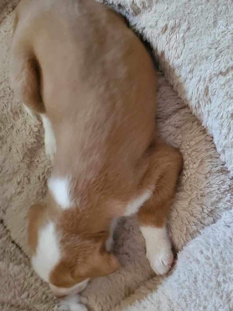 Guinevere, Adopted, Puppy Female Border Collie.