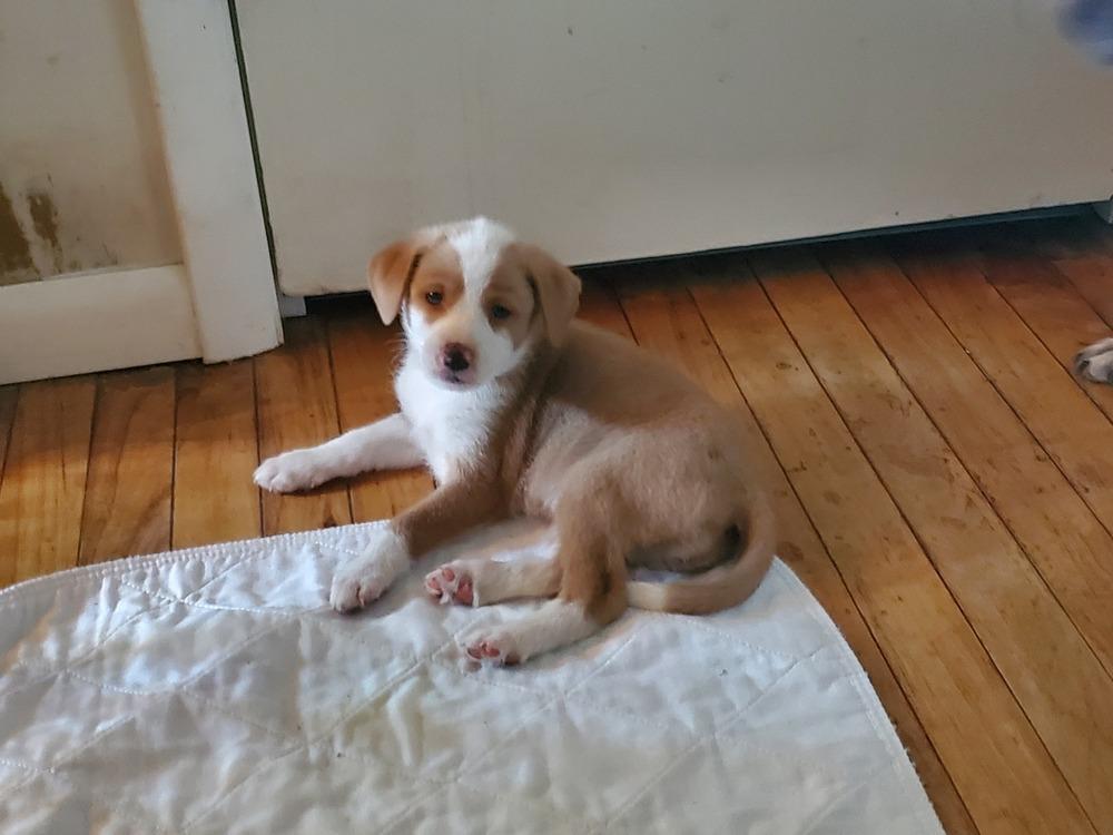 Enlarge Guinevere, a Adopted mixed breed in Minneapolis, KS image 3/5