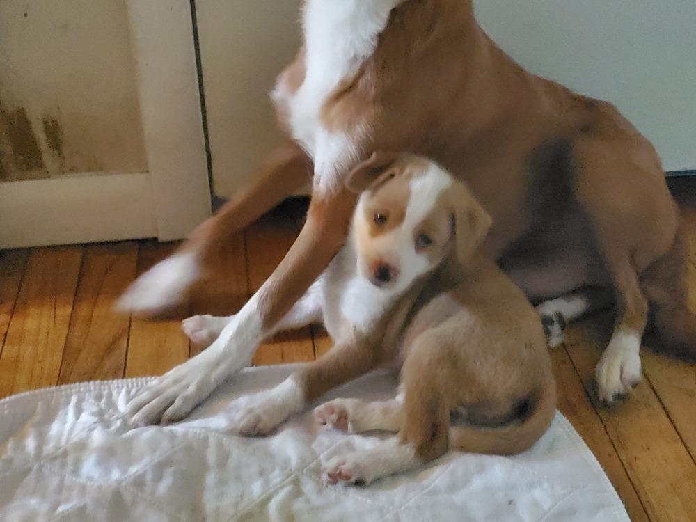 Enlarge Guinevere, a Adopted mixed breed in Minneapolis, KS image 4/5