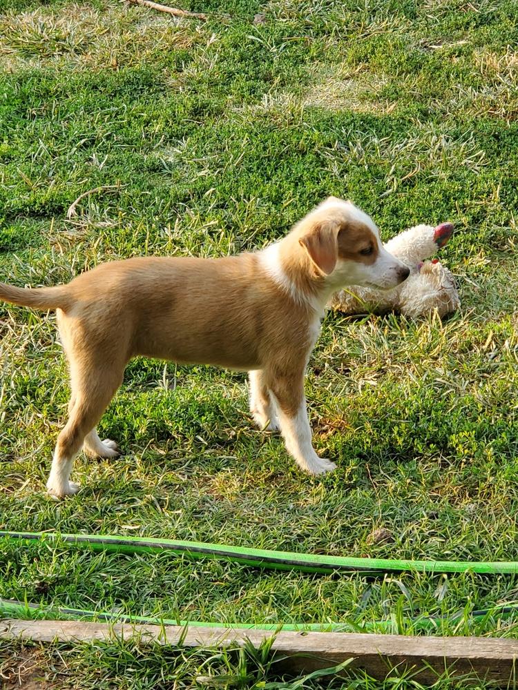 Guinevere, Adopted, Puppy Female Border Collie.