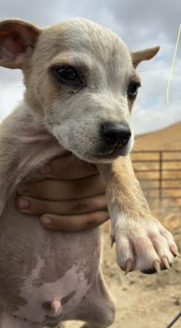 Button (formerly A2) -- URGENT! NEEDS HOME NOW!!