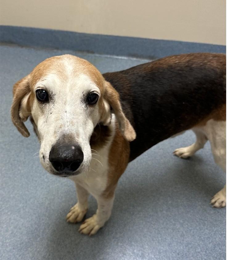 Rooster, ADOPTABLE, Senior Male Hound.