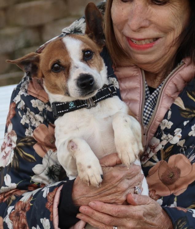 Enlarge Ollie , an adopted Jack Russell Terrier in POTOMAC, MD image 6/6