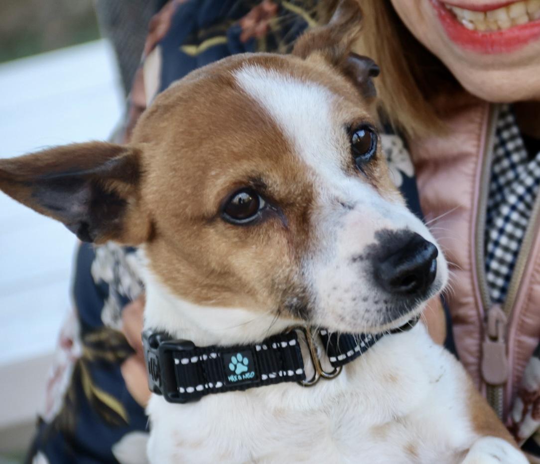 Enlarge Ollie , an adopted Jack Russell Terrier in POTOMAC, MD image 3/6