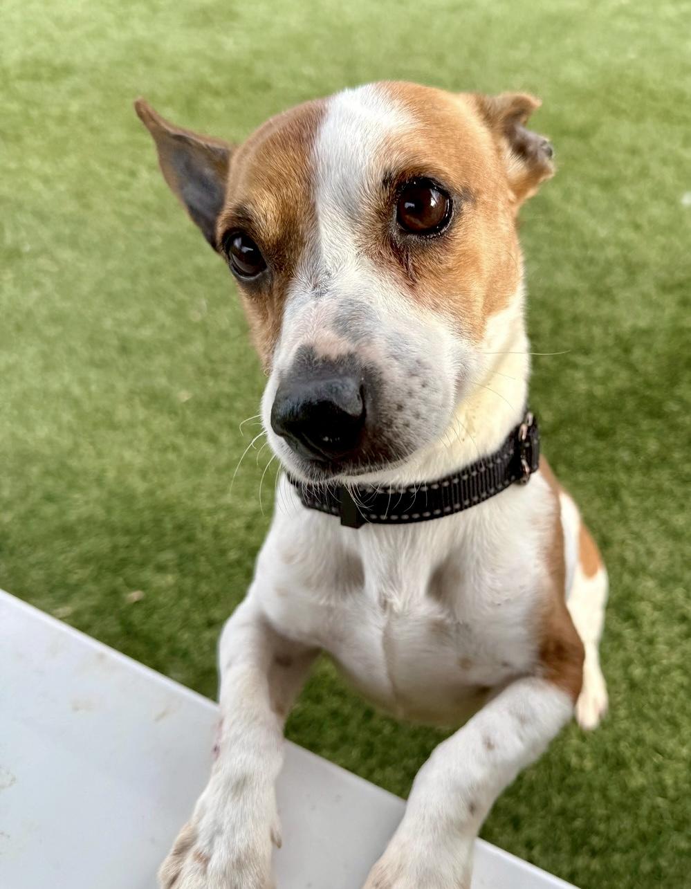 Enlarge Ollie , an adopted Jack Russell Terrier in POTOMAC, MD image 2/6