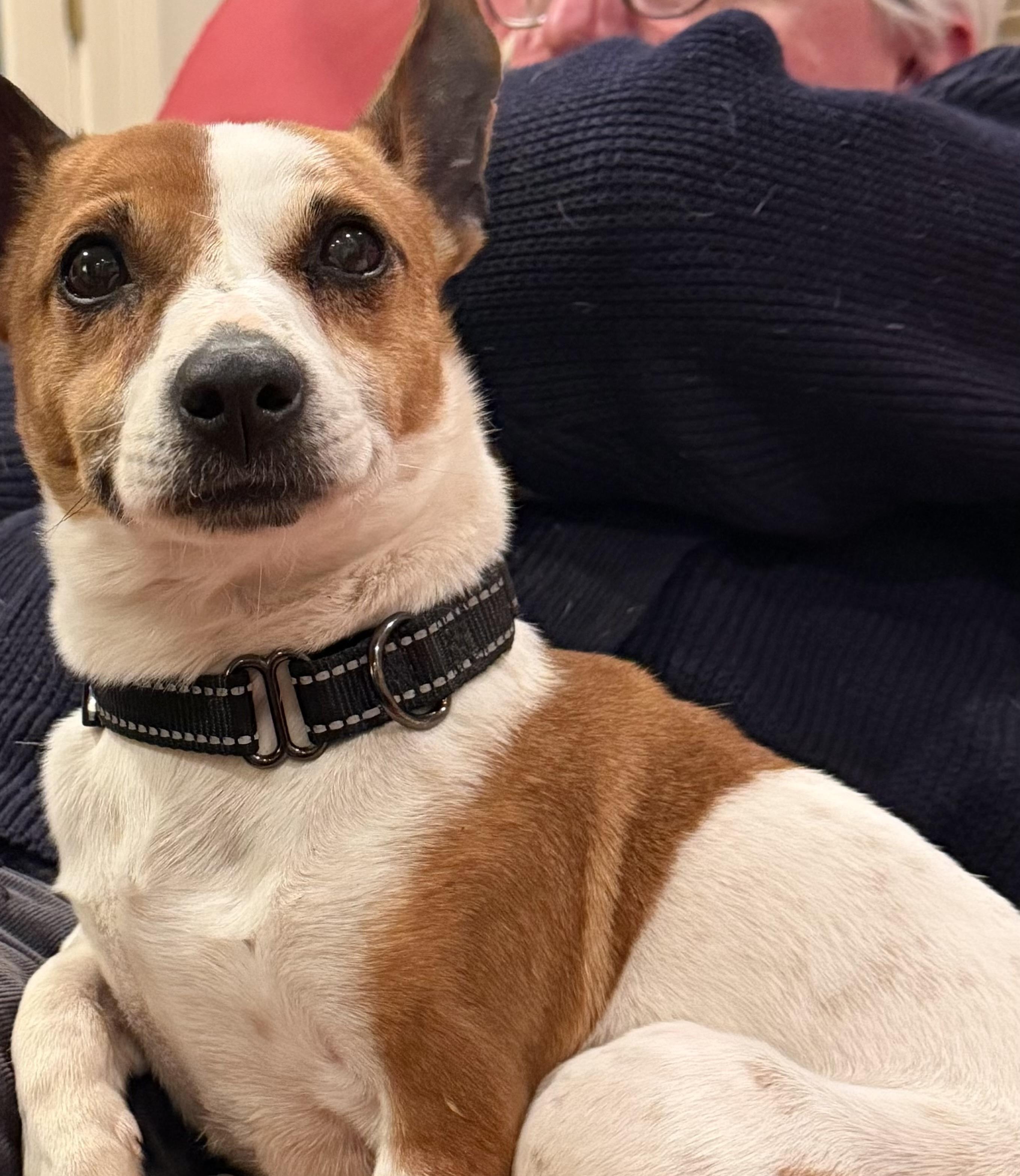 Ollie , ADOPTABLE, Young Male Jack Russell Terrier.