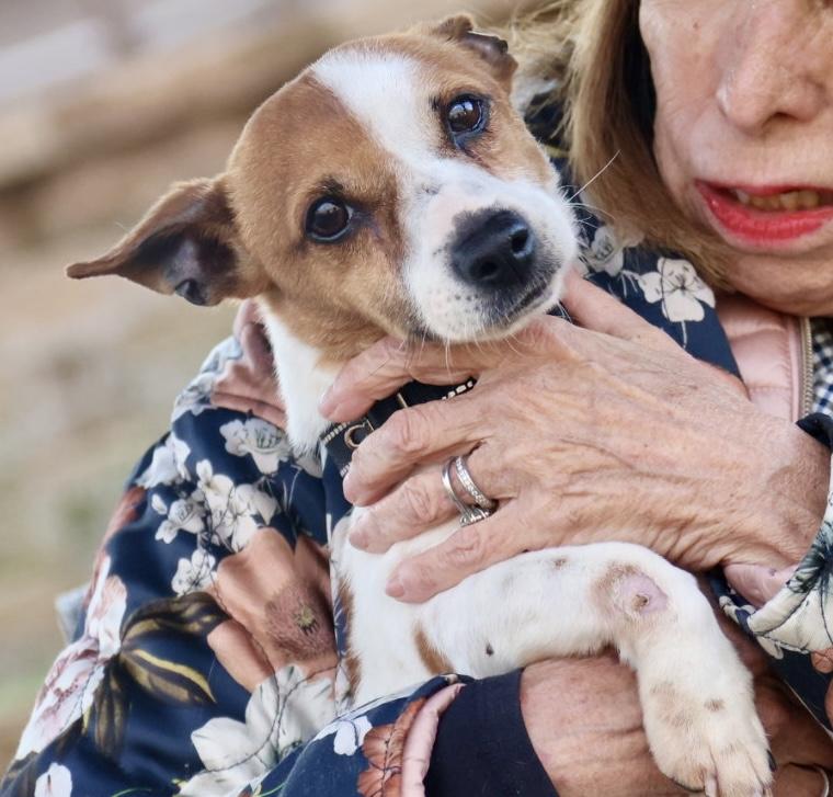 Enlarge Ollie , an adopted Jack Russell Terrier in POTOMAC, MD image 5/6