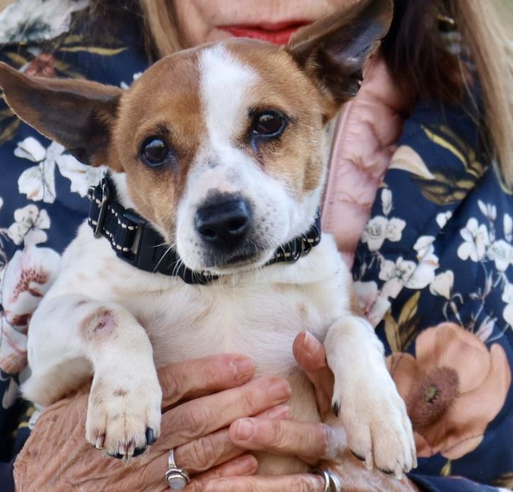 Enlarge Ollie , an adopted Jack Russell Terrier in POTOMAC, MD image 4/6